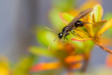 トゲアリの女王