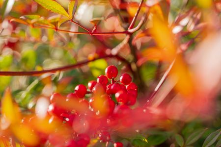 朝日を浴びる南天