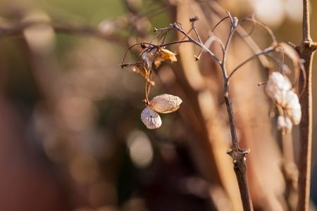 Withering Grace in Autumn Light