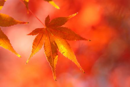 紅葉