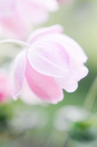 秋の朝へとろけて