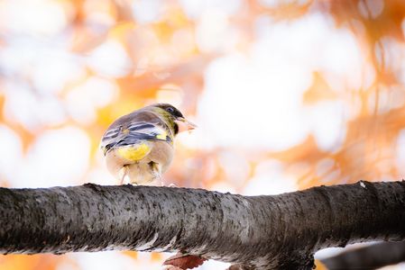 とめてくれるなおっかさん