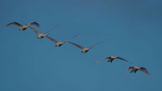 白鳥の編隊飛行