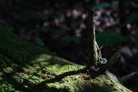 避暑地へ行きたい