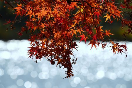 水辺の紅葉