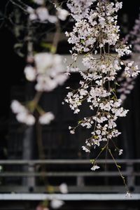 鎌倉・本覚寺の春