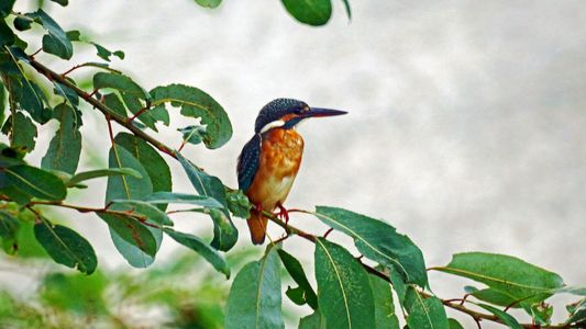 鳴いたカワセミⅡ