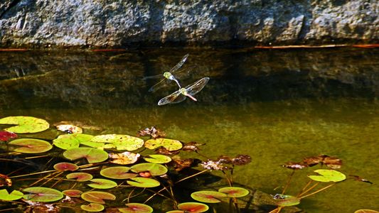 ギンヤンマ飛ぶ
