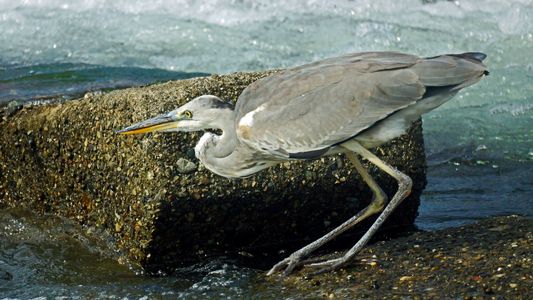 獲物を狙うアオサギⅡ