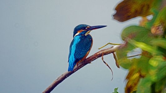 飛んだカワセミ