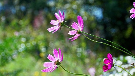 土手のコスモス