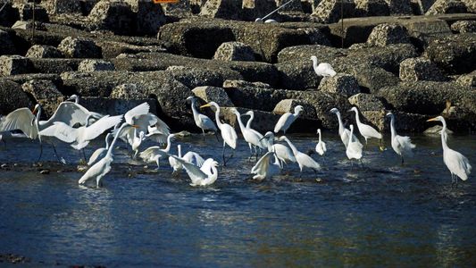 アユの産卵場所に集まるサギ