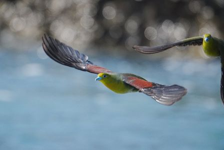 飛んでるアオバト