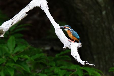 小魚を咥えたカワセミ