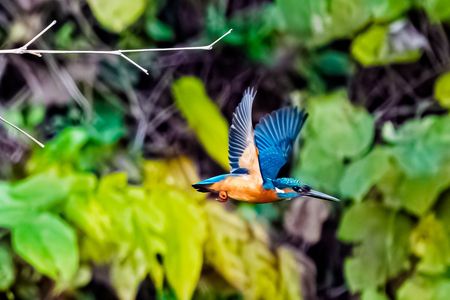 竹の枝から飛び立つカワセミ