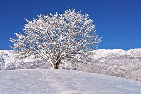 氷の花を咲かせる一本桜