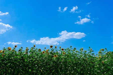 ひまわりと雲の足跡