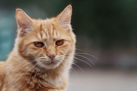 どしたんはなしきこか