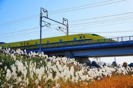 晩秋のススキをバックにイエロー