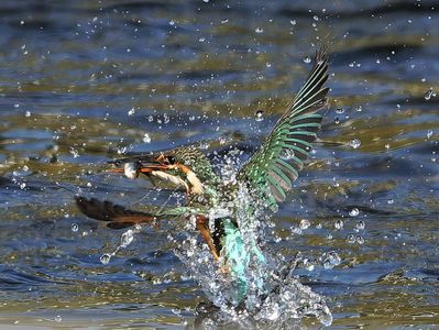 水が冷たくても　お米が高くても　食べなきゃネ