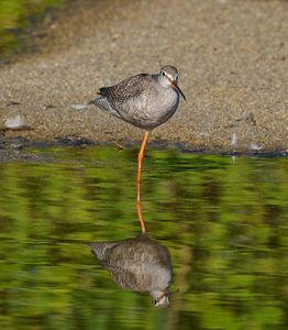 細くて長い絆　案外いいかも