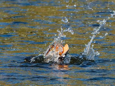 ひと転び　に起き