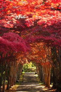 紅色のトンネル
