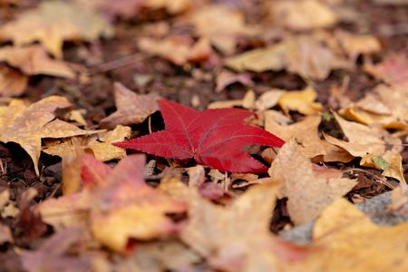 一番星みーつけた