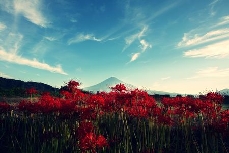 彼岸の赤い花咲く季節