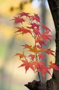 里山の秋：一筋の紅葉