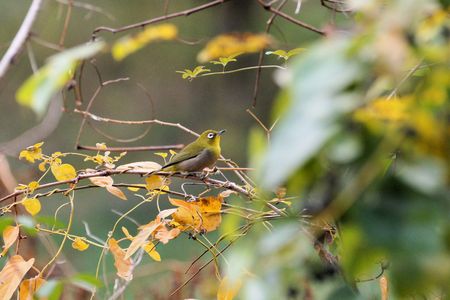 里山の秋：メジロの住む林にて
