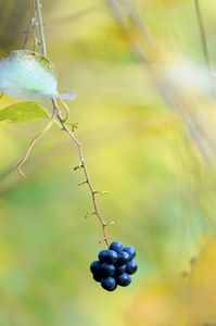 里山の秋：木の実も残り少なく