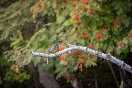 カワセミとナナカマド