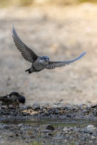 イワツバメの飛翔