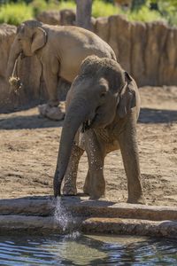 ゾウの水飲み