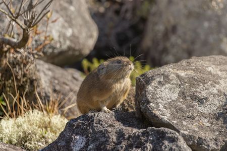 日光浴中のナキウサギ