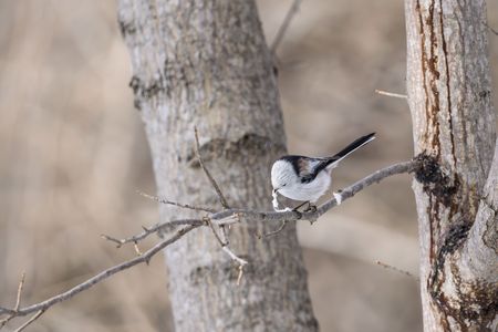 シマエナガの巣材集め