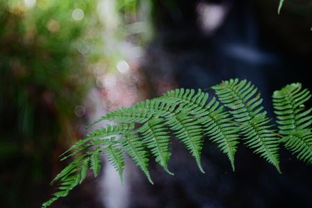 羊歯の森。