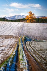 カラマツに続く道
