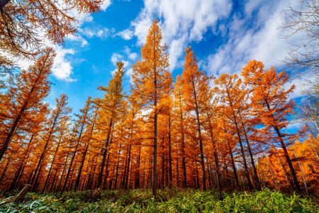 黄葉したカラマツ林