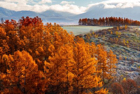 カラマツが彩る丘