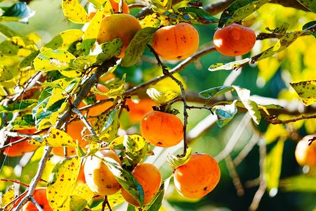 市街地の公園に実る柿