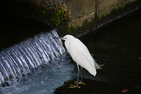 川辺のコサギ