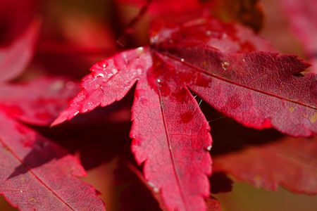 最上山紅葉狩り🍁