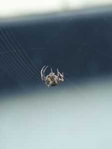 (虫注意)家の玄関前に巣作りしていた蜘蛛を撮影