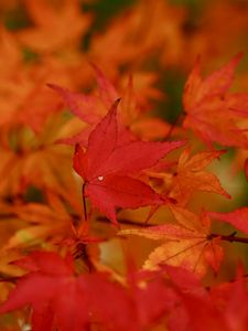 ギリギリ撮れた紅葉