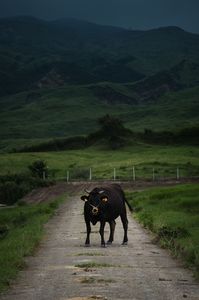 草原に続く道での出会い