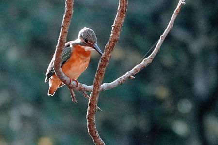 陽がさして光る背中