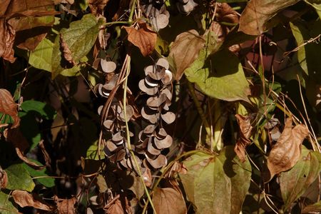 秋色ネックレスでございます