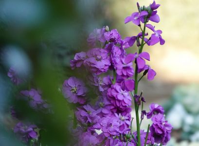 紫が放つ明るさ